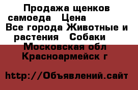 Продажа щенков самоеда › Цена ­ 40 000 - Все города Животные и растения » Собаки   . Московская обл.,Красноармейск г.